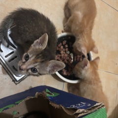 Pisici de donat