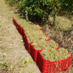 Achizitionati Struguri de Vin pentru Productie 2025 - Oferte Speciale Disponibile!