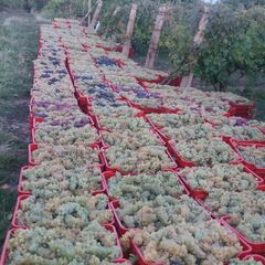 Achizitionati Struguri de Vin pentru Productie 2025 - Oferte Speciale Disponibile!