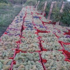 Achizitionati Struguri de Vin pentru Productie 2025 - Oferte Speciale Disponibile!
