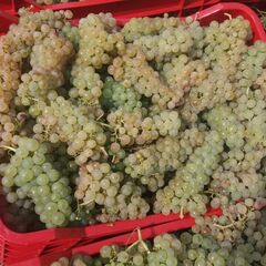 Achizitionati Struguri de Vin pentru Productie 2025 - Oferte Speciale Disponibile!