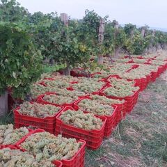 Achizitionati Struguri de Vin pentru Productie 2025 - Oferte Speciale Disponibile!
