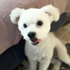 Donez catelus bichon maltez!