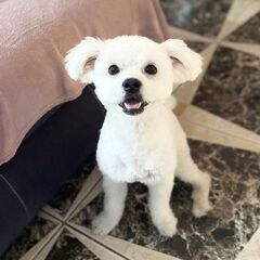 Donez catelus bichon maltez!