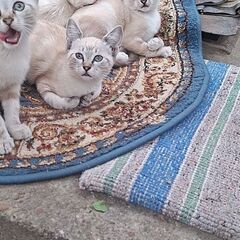 Adopție pisicute