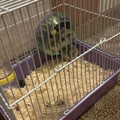 Donez hamsterii pitici