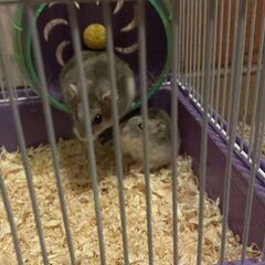Donez hamsterii pitici