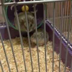 Donez hamsterii pitici