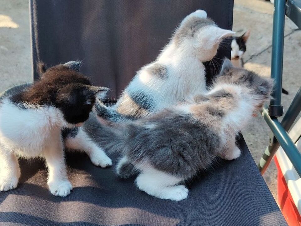 4/6