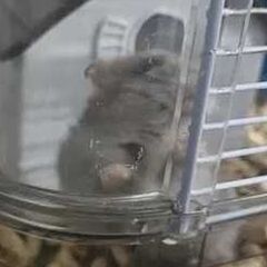 Donez Hamster+ cusca si accesorii
