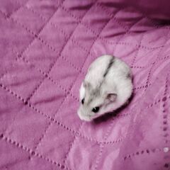Donez hamsterii piticii URGENT!