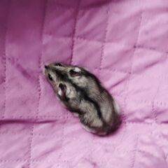 Donez hamsterii piticii URGENT!