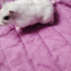 Donez hamsterii piticii URGENT!