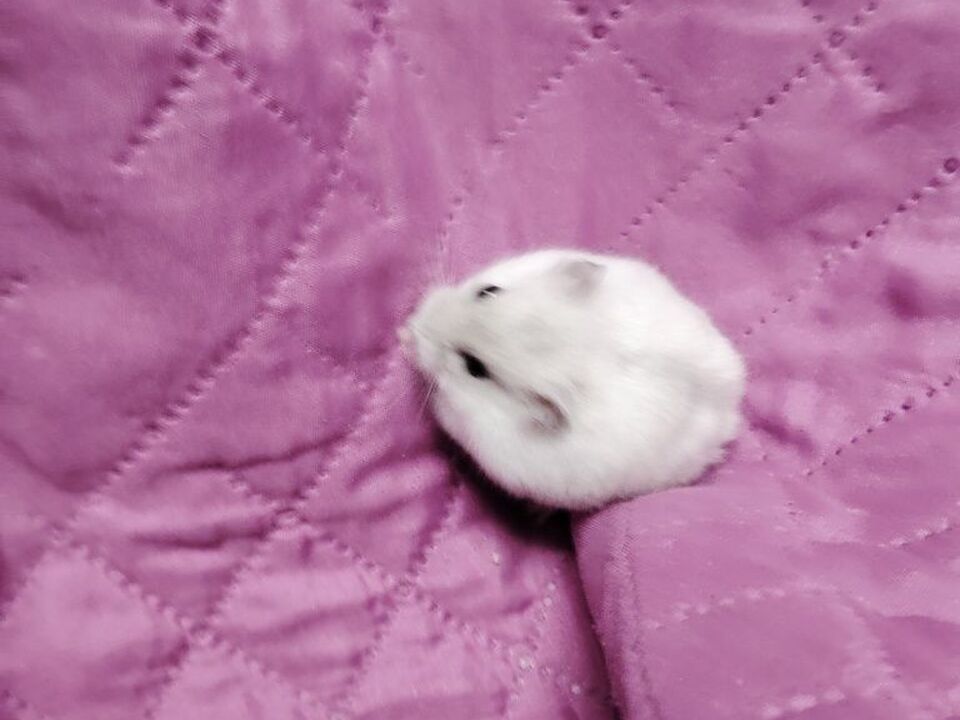 3/6