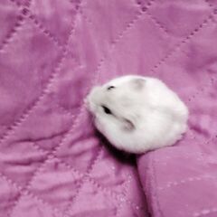 Donez hamsterii piticii URGENT!