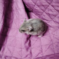 Donez hamsterii piticii URGENT!