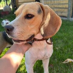 Donez Beagle 10 luni