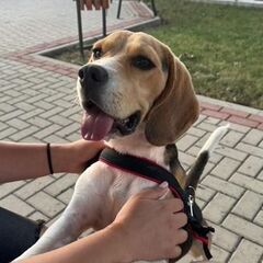 Donez Beagle 10 luni
