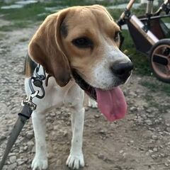 Donez Beagle 10 luni