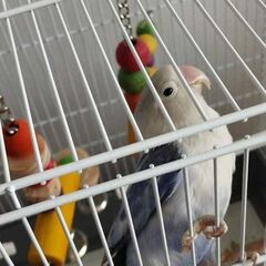 DONEZ papagal Agapornis