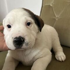 Pui caine mix Shar Pei
