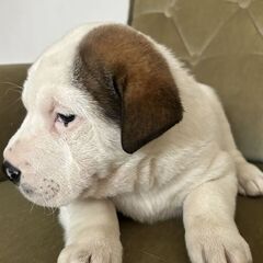 Pui caine mix Shar Pei