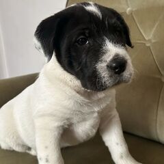Pui caine mix Shar Pei