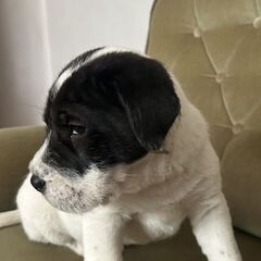 Pui caine mix Shar Pei