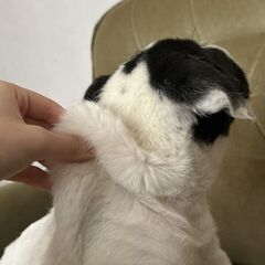 Pui caine mix Shar Pei
