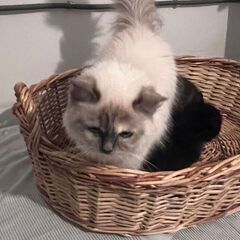Pisică Ragdoll pui