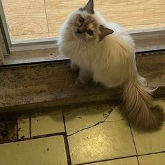 Pisică Ragdoll pui