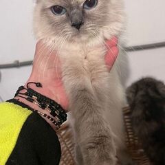 Pisică Ragdoll pui