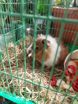 Donez porcusori de guineea