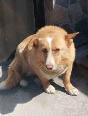 Donez câine femelă este castrată