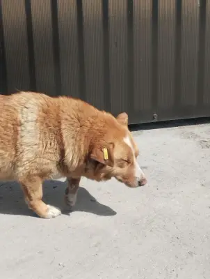 Donez câine femelă este castrată