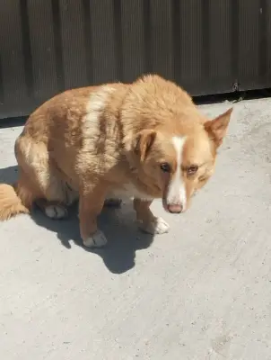 Donez câine femelă este castrată