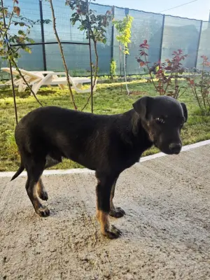 Donez cățelus metiș