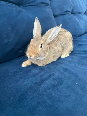 Donez iepure pitic de casa