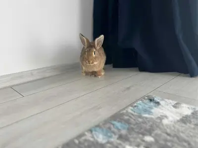 Donez iepure pitic de casa