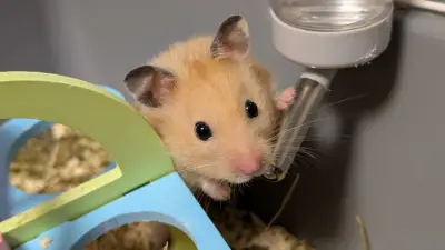 Donez hamster , Bucuresti