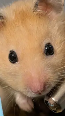 Donez hamster , Bucuresti