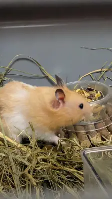 Donez hamster , Bucuresti