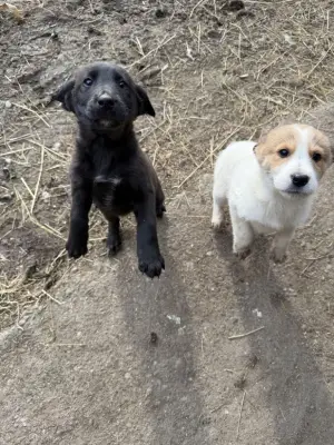 Donez căței, 2 fetite