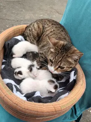 GRATUIT URGENT mamă 6 pui pisică 4 săptămâni