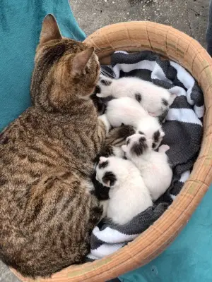 GRATUIT URGENT mamă 6 pui pisică 4 săptămâni