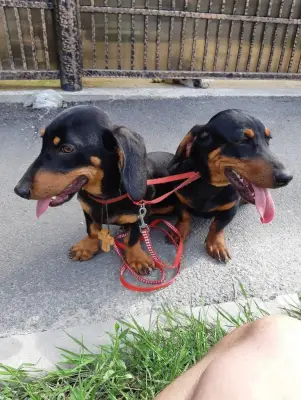 DONEZ!Teckel pitic , rasa pura