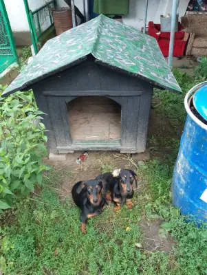 DONEZ!Teckel pitic , rasa pura