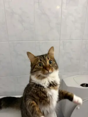 Donez pisica tigrata