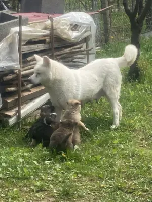 Catel Akita american