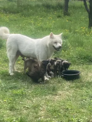 Catel Akita american